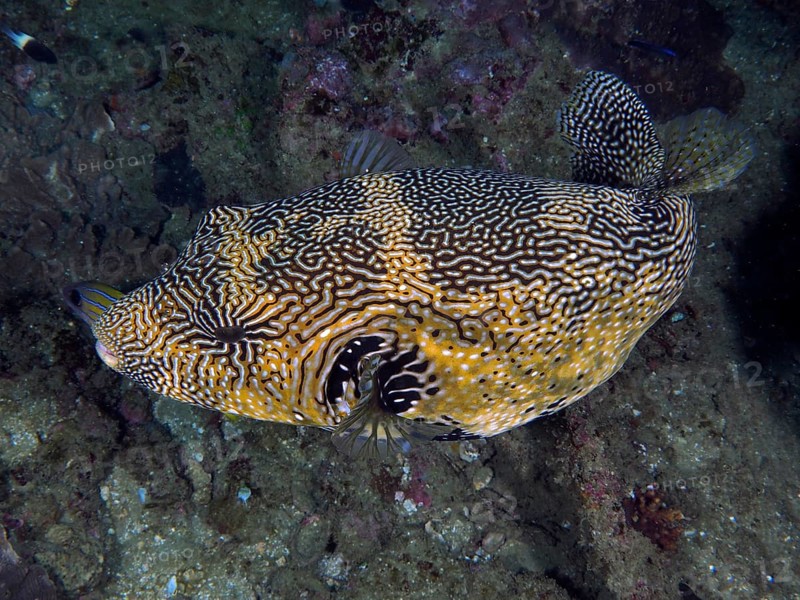 Map puffer (Arothron mappa), Sodwana Bay dive site, Maputaland Marine Reserve, KwaZulu Natal, South Africa, Africa
