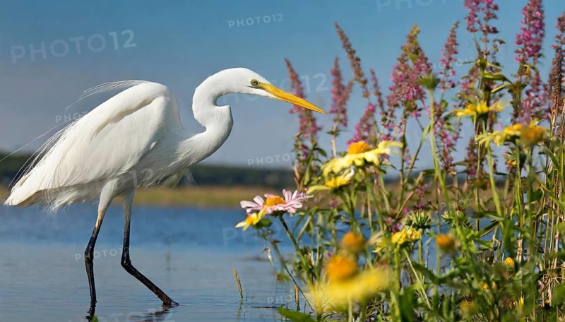 KI generated, animal, animals, bird, birds, biotope, habitat, one, individual, water, reeds, water lilies, blue sky, foraging, wildlife, summer, seasons, great egret, (Adrea alba, Syn: Casmerodius albus, Egretta alba)