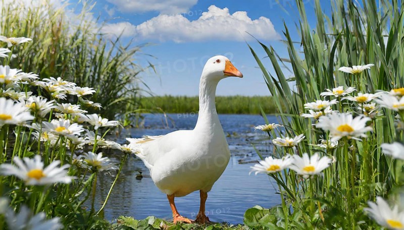 Ai generated, animal, animals, bird, birds, biotope, habitat, an, individual, swims, waters, reeds, water lilies, blue sky, foraging, wildlife, summer, seasons, domestic goose, geese, geese, geese birds, (Anser anser)