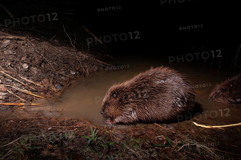 European beaver (Castor fiber) at the beaver lodge, Thuringia, Germany, Europe