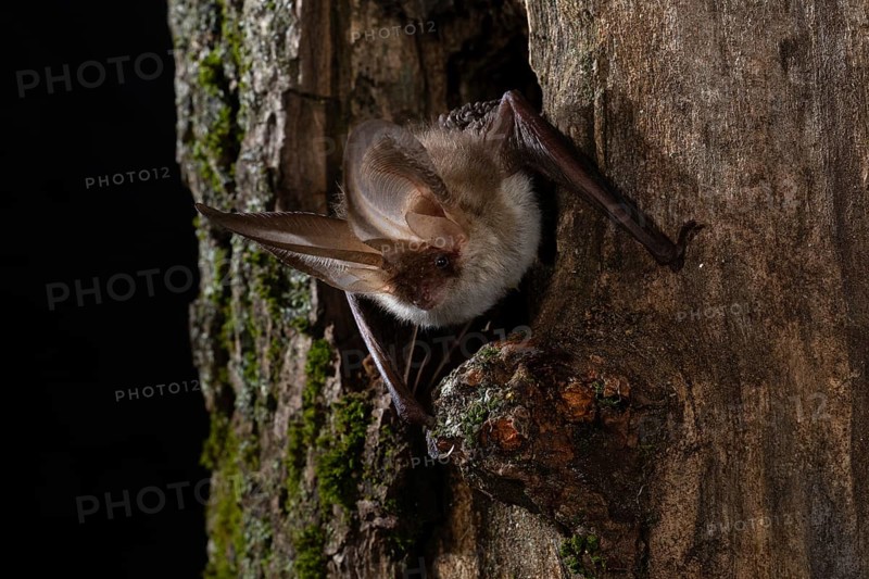 Brown long-eared bat (Plecotus auritus) in a tree hollow, Thuringia, Germany, Europe