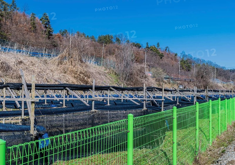 Crop of ginseng behind green fence with trees and blue sky in background