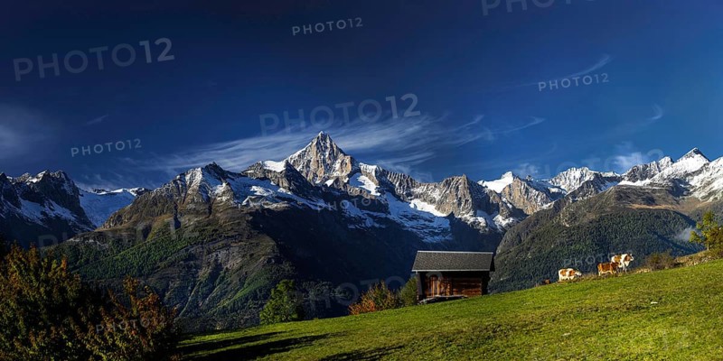 Visperterminen with the Bietschhorn in the Swiss Alps, cow, hut, idyll, idyllic, summer, mountain village, panorama, cattle farming, free-range, cow pasture, alpine pasture, mountain pasture, lovely, beautiful, travel, holiday, hiking holiday, hiking, tourism, outdoor, Valais, Switzerland, Europe