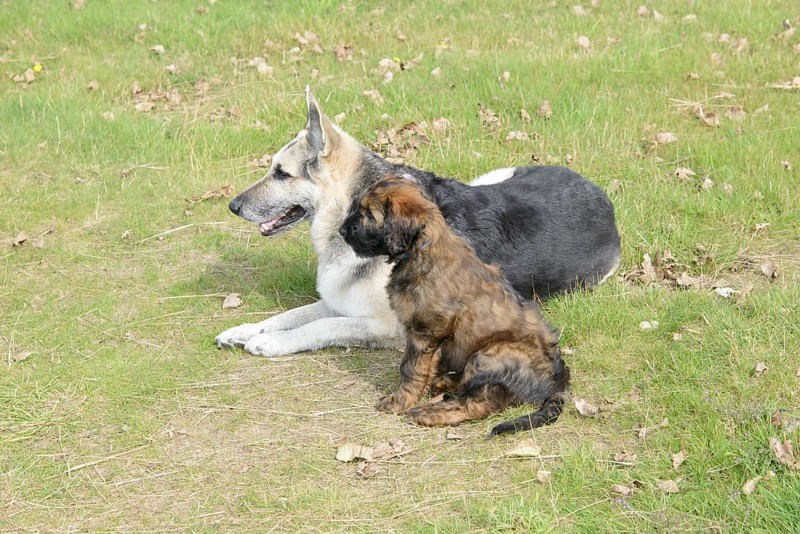 A puppy and an older dog playing together in a meadow, Briard (Berger de Brie), puppy, 8 weeks old
