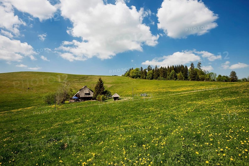 Mountain inn and flower meadow, Hinterwaldkopfhuette, Hinterwaldkopf, Hinterzarten, Black Forest, Baden-Wuerttemberg, Germany, Europe