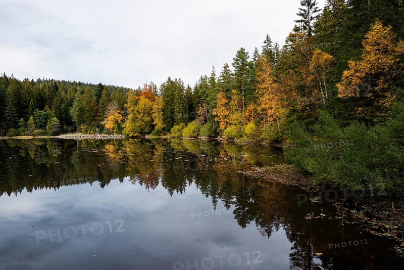Lake and autumn forest, Mathisleweiher, near Hinterzarten, Black Forest, Baden-Wuerttemberg, Germany, Europe