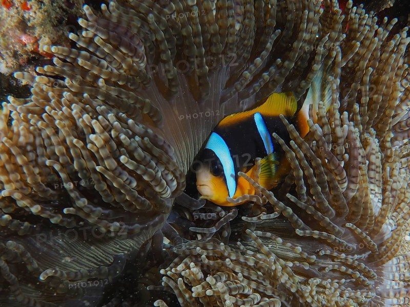 Allard's clownfish (Amphiprion allardi) in its beaded anemone (Heteractis aurora), dive site Sodwana Bay National Park, Maputaland Marine Reserve, KwaZulu Natal, South Africa, Africa