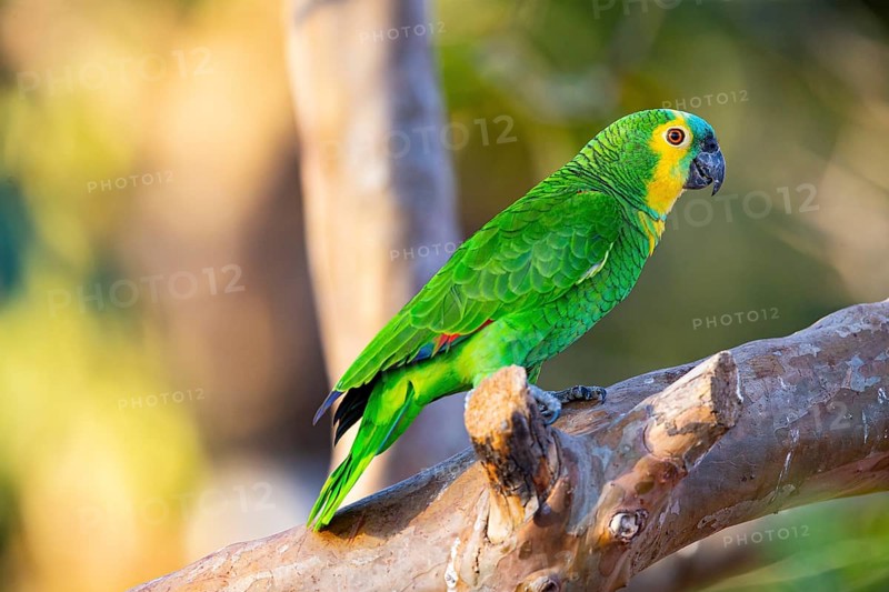 Blue-fronted Amazon (Amazona aestiva (Pantanal Brazil