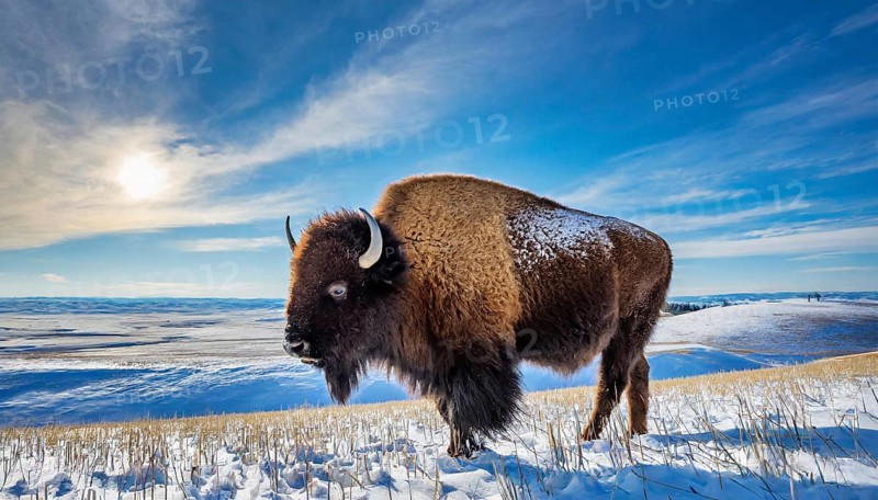 AI generated, animal, animals, mammal, mammals, biotope, habitat, one, individual animal, foraging, wildlife, bison, North America, buffalo, wild cattle, (Bison bonasus), ice, snow, winter, winter landscape