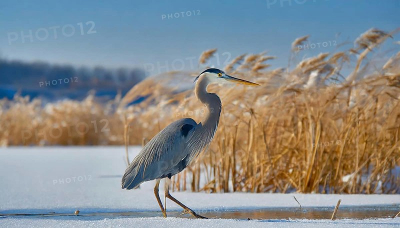 KI generated, animal, animals, bird, birds, biotope, habitat, one, individual, water, reed, winter, snow, blue sky, foraging, wildlife, seasons, heron, little blue heron (Egretta caerulea), Florida, Mexico, ice, Central America