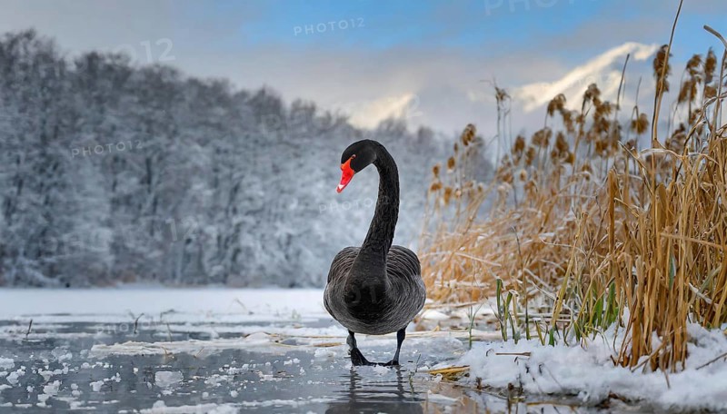 KI generated, animal, animals, bird, birds, biotope, habitat, one, individual, water, reed, blue sky, foraging, wildlife, summer, seasons, black swan (Cygnus atratus), Black Swan, snow, ice, winter