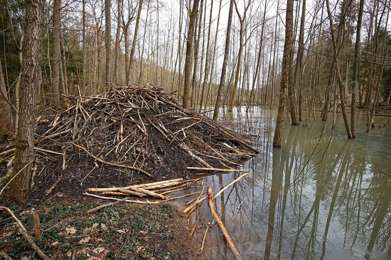 European beaver (Castor fiber), beaver lodge, Thuringia, Germany, Europe