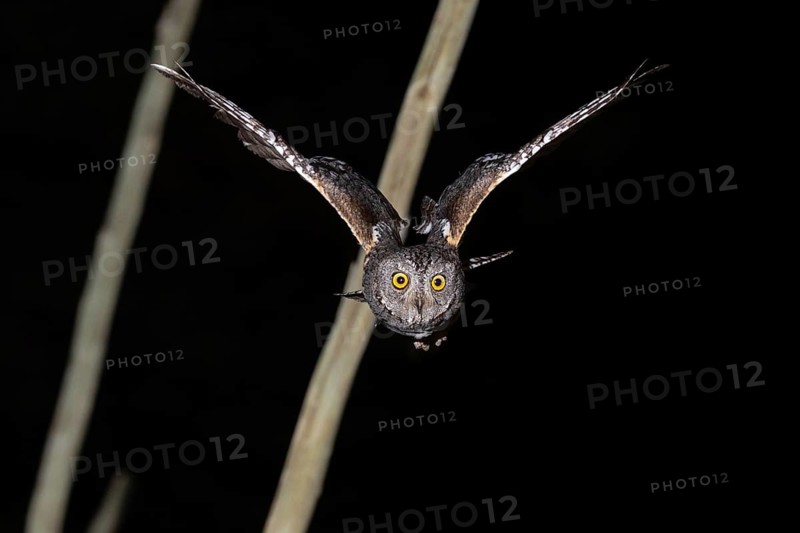 African scops owl (Otus senegalensis) in flight, Namibia, Africa