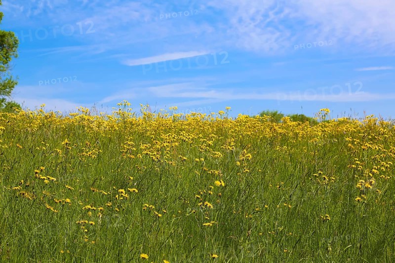 Flower meadow, landscape, yellow wildflowers, meadow hawkweed (Hieracium caespitosum), summer mood, blue sky, nature near Neidlingen, Swabian Alb, Baden-Wuerttemberg, Germany, Europe
