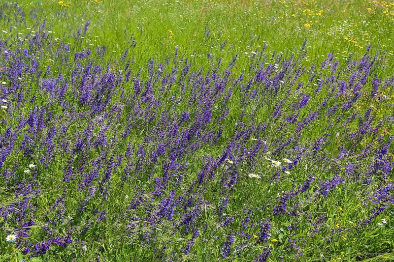 Flower meadow, landscape, wildflowers, meadow clary (Salvia pratensis), purple flowers, summer mood, nature near Neidlingen, Swabian Alb, Baden-Wuerttemberg, Germany, Europe