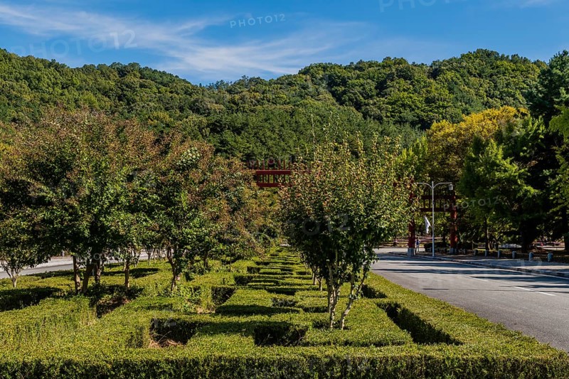Rows of trees and manicured hedge rows next to paved road in public park in South Korea