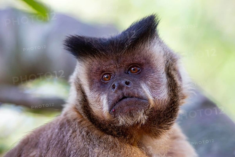 Crested capuchin (Cebus apella) Pantanal Brazil