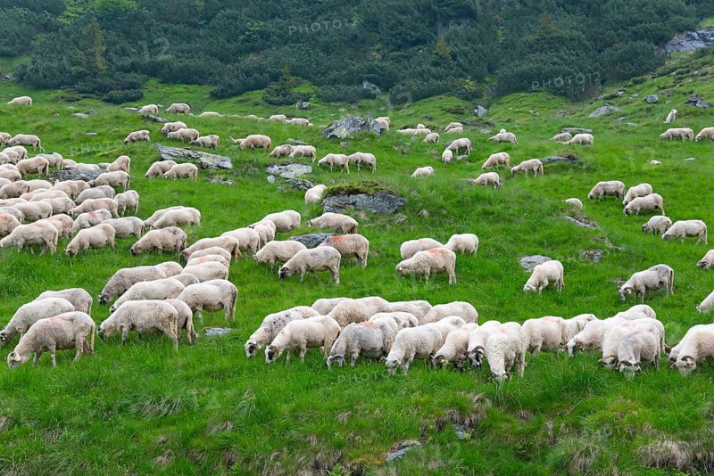 A large flock of sheep grazing peacefully on a green meadow in a hilly landscape, Transfogarasan High Road, Transfagarasan, TransfagaraÈ™an, FagaraÈ™ Mountains, Fagaras, Transylvania, Transylvania, Transylvania, Ardeal, Transilvania, Carpathians, Romania, Europe