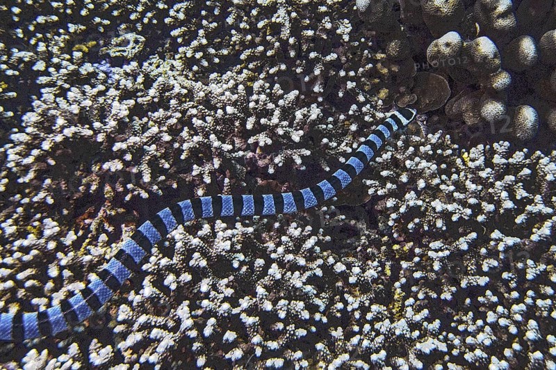 Banded colubrine sea krait (Laticauda colubrina), Wakatobi Dive Resort, Sulawesi, Indonesia, Asia