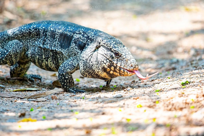 Gold tegu (Tupinambus teguixin) Pantanal Brazil