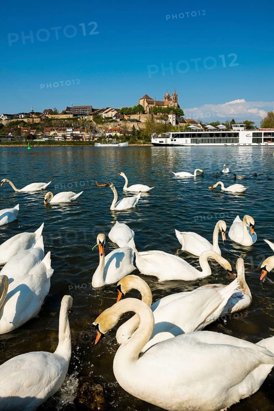 Swans on the Rhine and town view, Breisach am Rhein, Baden-Wuerttemberg, Germany, Europe