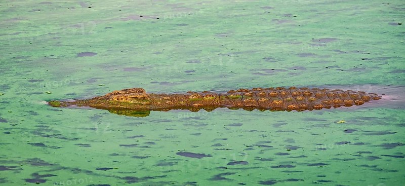 Nile crocodile (Crocodylus niloticus) in water with algae, Kruger National Park, South Africa, Africa