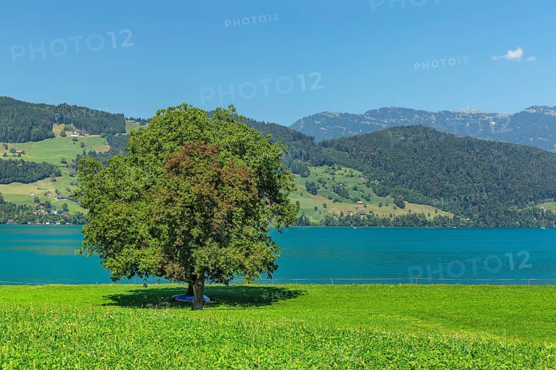 Lake Lucerne near Beckenried with view of the Rigi, Canton Niewalden, Switzerland, Lake Lucerne, Niewalden, Switzerland, Europe