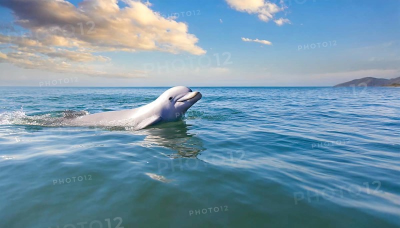 KI generated, animal, animals, mammal, mammals, biotope, habitat, one, individual, juvenile, foraging, wildlife, beluga, beluga (Delphinapterus leucas), dolphin, dolphin, pilot whale, Arctic, skin bluish-white, cream-coloured, later white, carnivore, dolphin species, dolphin species