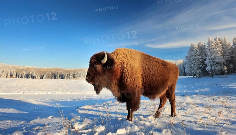 AI generated, animal, animals, mammal, mammals, biotope, habitat, one, individual animal, foraging, wildlife, bison, North America, buffalo, wild cattle, (Bison bonasus), winter, ice, snow, winter landscape