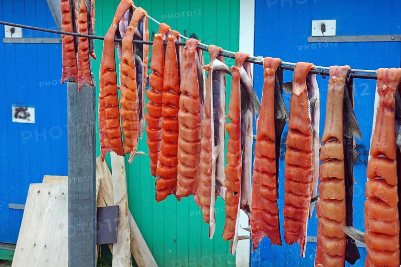 Fish being hung up to dry, old preservation method, Maniitsoq, Greenland, Denmark, North America