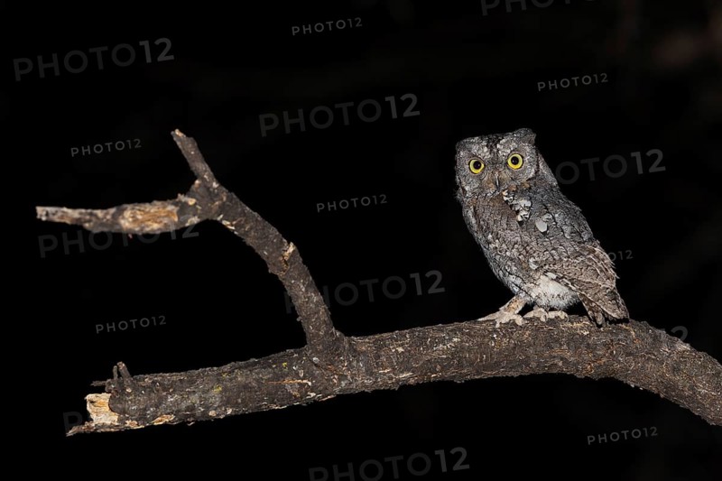 African scops owl (Otus senegalensis), Namibia, Africa
