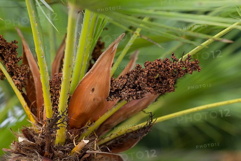 Flower seeds of a european fan palm (Chamaerops humilis), Botanical Garden, Erlangen, Middle Franconia, Bavaria, Germany, Europe