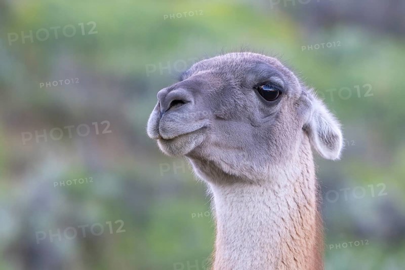 Guanaco (Llama guanicoe), Huanaco, adult, animal portrait, Torres del Paine National Park, Patagonia, end of the world, Chile, South America