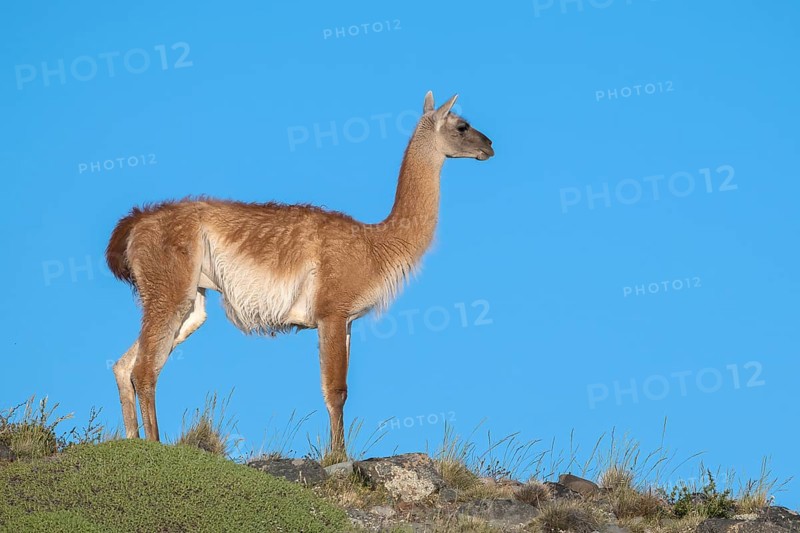 Guanaco (Llama guanicoe), Huanako, adult, in front of blue sky, Torres del Paine National Park, Patagonia, end of the world, Chile, South America