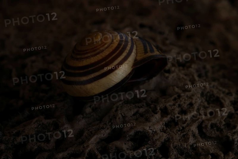 Small snail shell in shades of yellow and brown lies on a colour-matching background of tuff, Bavaria, Germany, Europe