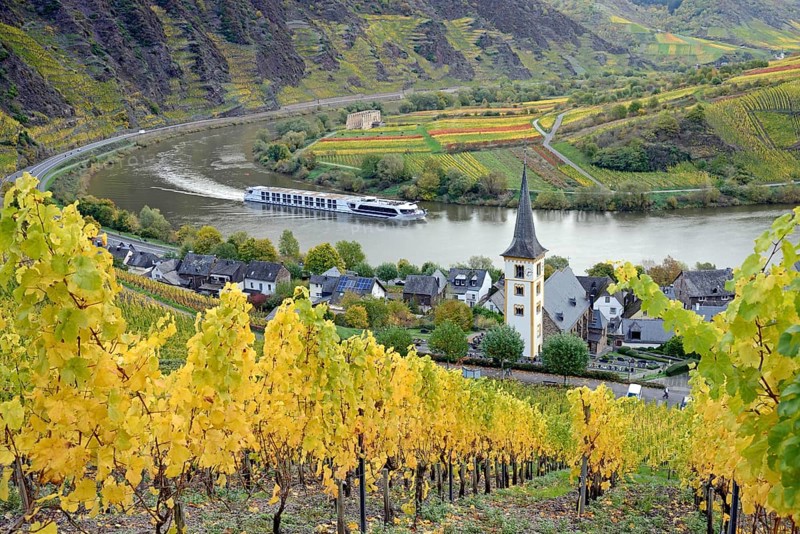 View over the wine village of Bremm am Calmont with the St Laurentius church and the ruins of the Stuben monastery, river cruise ship on the Moselle, Rhineland-Palatinate, Germany, Europe