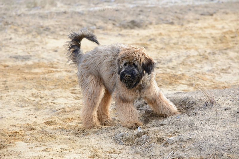Briard, young, 7 months old, sand