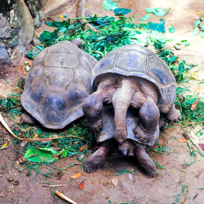 Seychelles, Fauna, Giant tortoise, Tortoises (Testudinidae), Africa