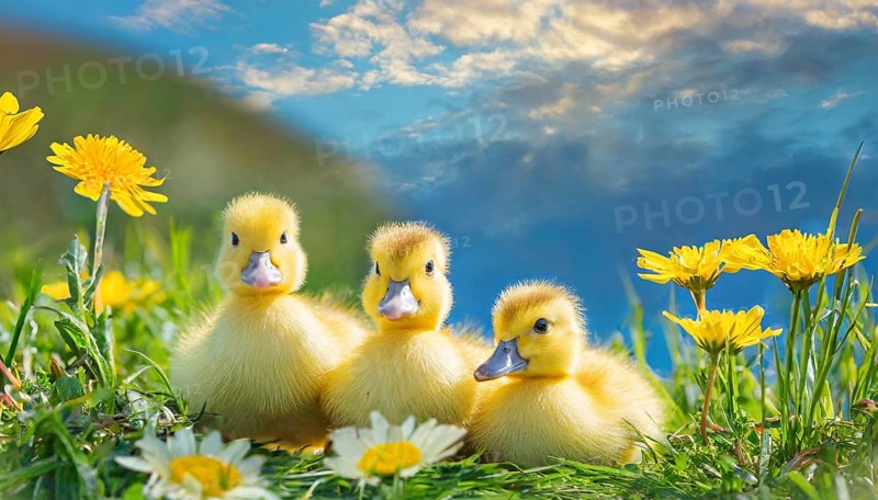 KI generated, animal, animals, bird, birds, biotope, habitat, one, single animal, foraging, wildlife, duck, ducks, domestic duck, female, (Anas platyrhynchos) white, white, yellow ducklings, young animals, animal children, two, three, four, white duck mother with yellow chicks, excursion, water, meadow, grass, spring, summer, flowers, pond, swimming, sitting, farm animal, domestic animal