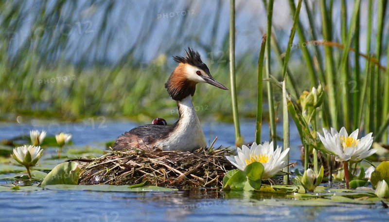 Ai generated, animal, animals, bird, birds, biotope, habitat, a, individual, swims, waters, reeds, water lilies, blue sky, foraging, wildlife, summer, seasons, great crested grebe (podiceps cristatus), breeds, nest
