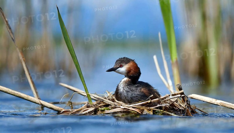 Ai generated, animal, animals, bird, birds, biotope, habitat, a, individual, swims, waters, reeds, blue sky, foraging, wildlife, water lilies, summer, seasons, red-necked grebe (Podiceps grisegena), sits, nest, Europe, juvenile