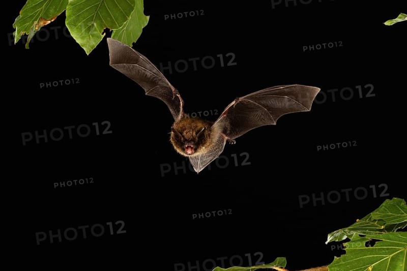 Brandt's bat (Myotis brandtii) in flight, Lower Saxony, Germany, Europe