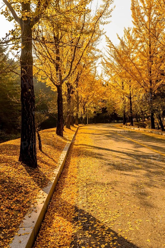 Two lane road lined with trees in yellow fall colors with leaves covering the street and hillside in South Korea