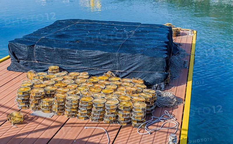 Round lobster traps stacked on floating dock at ocean port in Yeosu, South Korea, Asia