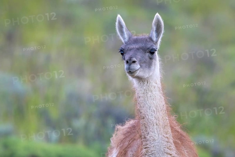 Guanaco (Llama guanicoe), Huanaco, adult, animal portrait, Torres del Paine National Park, Patagonia, end of the world, Chile, South America