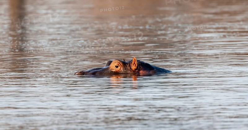 Hippopotamus (Hippopatamus amphibius) in the water at sunset with reflection, adult, animal portrait, eyes nose and ears looking out of the water, Sabie River, Kruger National Park, South Africa, Africa