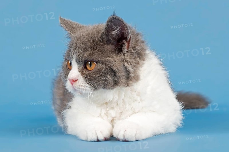Pedigree cat Selkirk Rex. Kitten, age 10 weeks, colour lilac mackerel tabby white