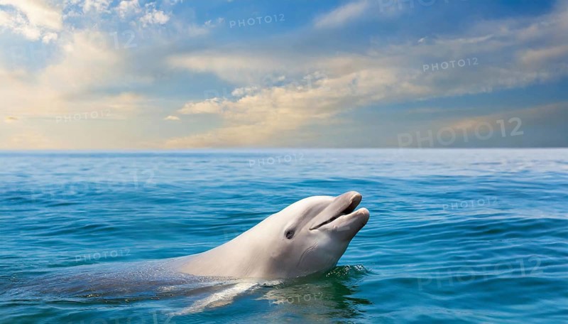 KI generated, animal, animals, mammal, mammals, biotope, habitat, one, individual, foraging, wildlife, beluga, beluga (Delphinapterus leucas) dolphin, dolphin, pilot whale, Arctic, skin bluish-white, cream-coloured, later white, carnivore, dolphin species, dolphin species