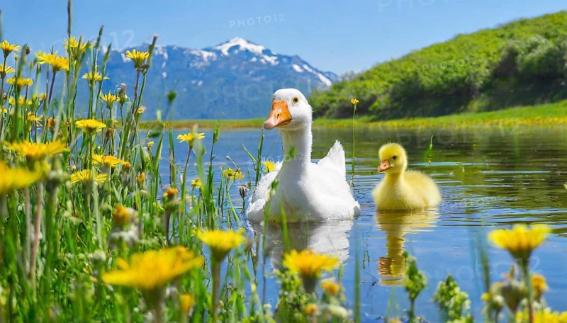 AI generated, animal, animals, bird, birds, biotope, habitat, one, individual, foraging, wildlife, goose, domestic goose, domestic geese, (Anser anser), female, gosling, gosling, yellow gosling, swim, pond, body of water, water, lie, meadow, flowers, summer, two, three, four, pet, domestic animals, farm animal, farm animals