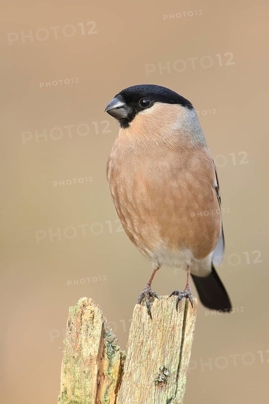 Eurasian bullfinch (Pyrrhula pyrrhula), female, sitting on old picket fence, Wildlife, Animals, Birds, Siegerland, North Rhine-Westphalia, Germany, Europe